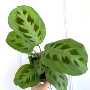 Rabbit tracks maranta 🐇 🪴 ‼️SOLD‼️